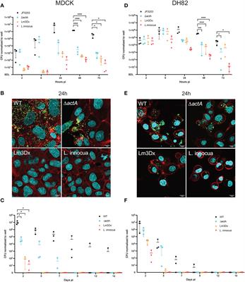 Safety of a Novel Listeria monocytogenes-Based Vaccine Vector Expressing NcSAG1 (Neospora caninum Surface Antigen 1)